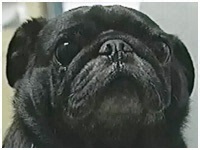 悵 傤̂ ʐ^1