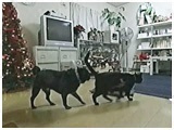 悵 傤̂ ʐ^3
