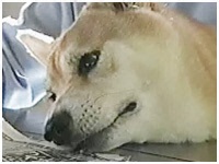 Y 傤̂ ʐ^1