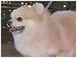 ǂ񕺉q 傤̂ ʐ^4