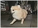 ǂ񕺉q 傤̂ ʐ^5