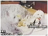 TAMA 傤̂ ʐ^3