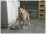 イ 傤̂ ʐ^5