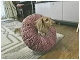 MOMO 傤̂ ʐ^4