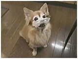 | 傤̂ ʐ^5