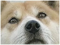 J[ 傤̂ ʐ^1