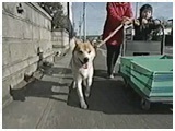 J[ 傤̂ ʐ^5