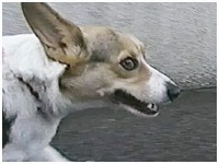  傤̂ ʐ^1