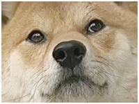 J[ 傤̂ ʐ^1