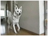 傤̂ ʐ^4