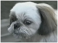 ~ 傤̂ ʐ^1