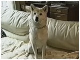 Vi 傤̂ ʐ^2