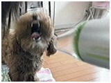 傤̂ ʐ^4