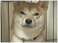 啟 傤̂ ʐ^1