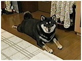 䂫 傤̂ ʐ^2