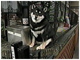 䂫 傤̂ ʐ^5