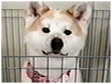  傤̂ ʐ^4