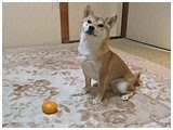 q 傤̂ ʐ^5