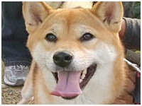 Ђ 傤̂ ʐ^1
