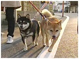 Ђ 傤̂ ʐ^5