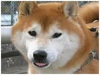 g 傤̂ ʐ^1