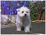 bL[ 傤̂ ʐ^5