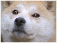  傤̂ ʐ^1