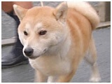  傤̂ ʐ^4