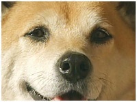 yR 傤̂ ʐ^1