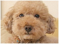 �}���� ���傤�̂�� �ʐ^1