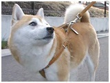  傤̂ ʐ^4