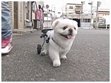 q 傤̂ ʐ^5