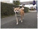ii 傤̂ ʐ^2