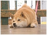 ii 傤̂ ʐ^5