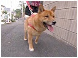 S 傤̂ ʐ^5