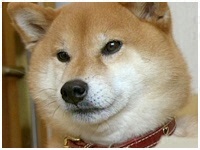  傤̂ ʐ^1