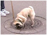 Ԃ 傤̂ ʐ^4