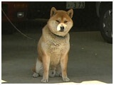 S 傤̂ ʐ^2