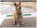 傤 傤̂ ʐ^2