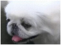 si 傤̂ ʐ^1