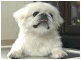 si 傤̂ ʐ^5