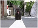 Ԃ 傤̂ ʐ^4