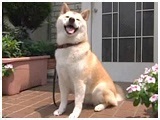  傤̂ ʐ^5