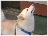  傤̂ ʐ^4