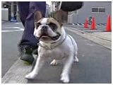 Vg 傤̂ ʐ^2