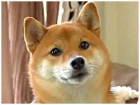 iJ 傤̂ ʐ^1
