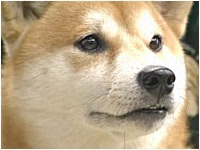 q 傤̂ ʐ^1