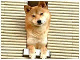 ܂ 傤̂ ʐ^4
