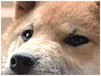  傤̂ ʐ^1