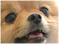 Boo 傤̂ ʐ^1